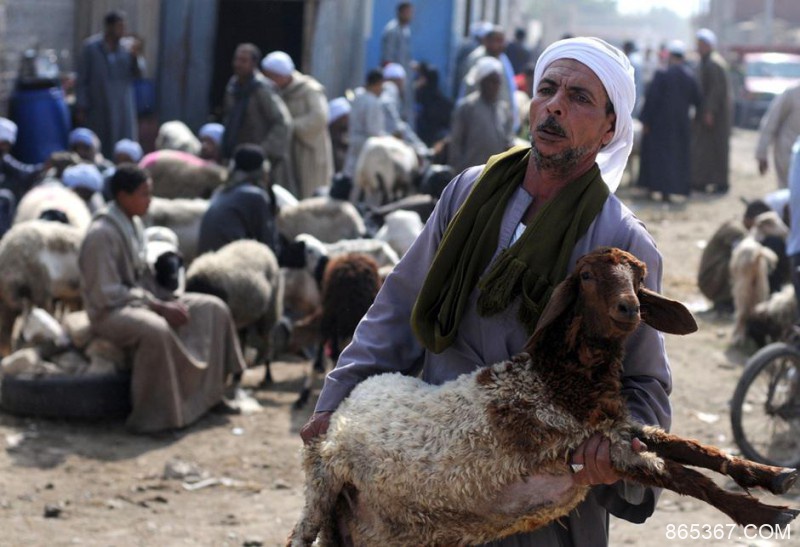 阿拉伯人为什么喜欢日羊 他们是真正的穆斯林吗