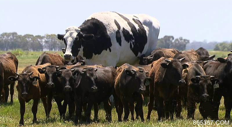 澳洲巨大菲士兰乳牛“内裤” 巨牛获“免死金牌”可以颐养天年