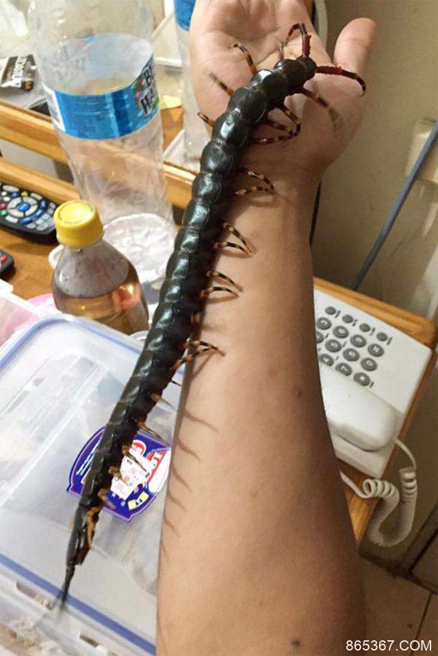 生物系男生养祕鲁巨人蜈蚣当宠物 巨型有毒蜈蚣长43厘米